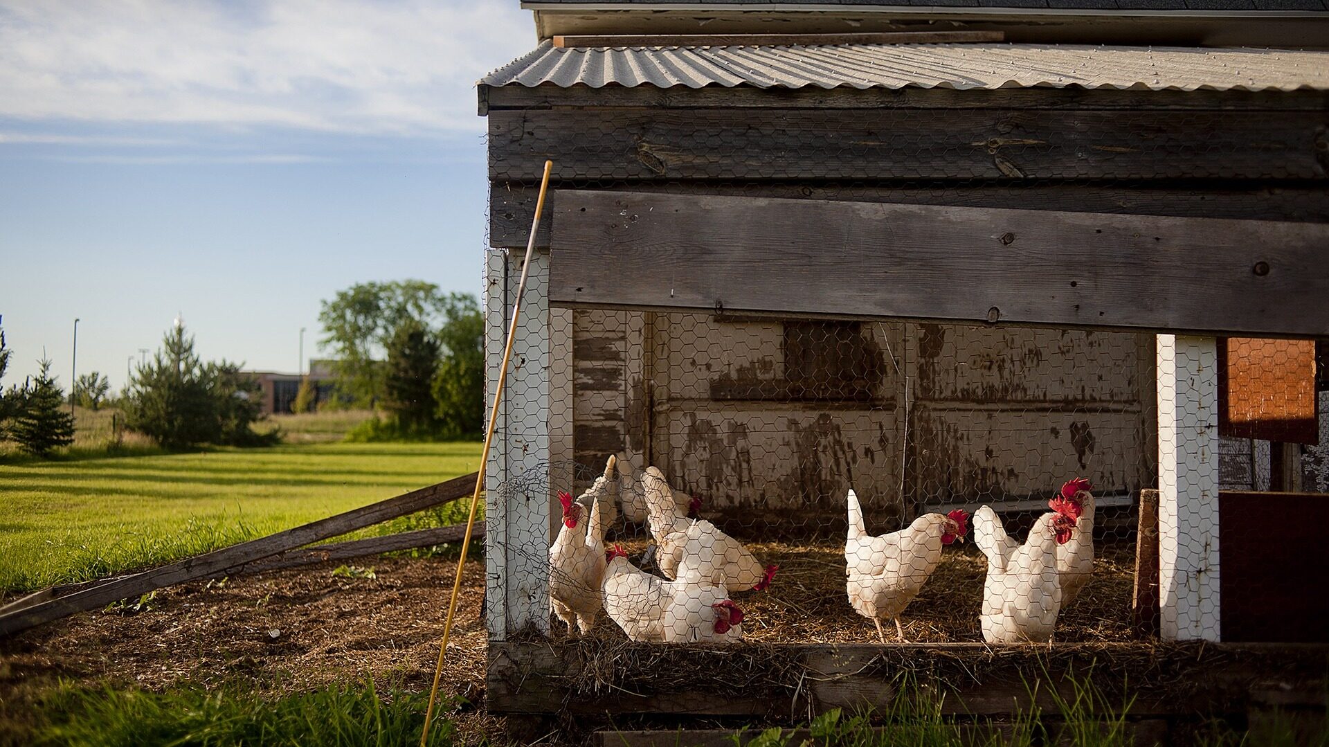 Grounded Poultry Bedding | Coffee Ground Bedding
